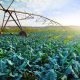 Agriculture