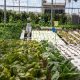 Agriculture 11