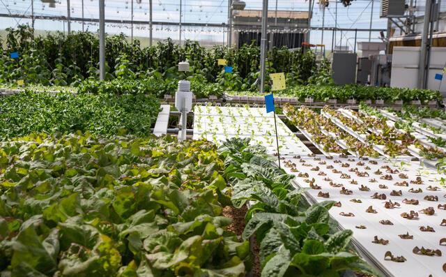 Agriculture 11