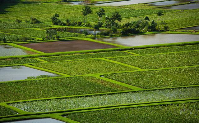 Agriculture 13