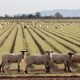 Agriculture 14