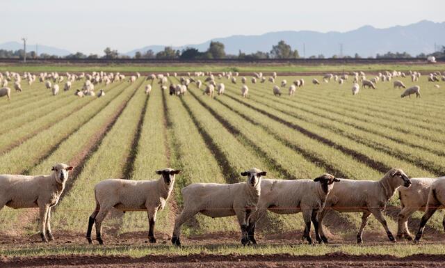 Agriculture 14