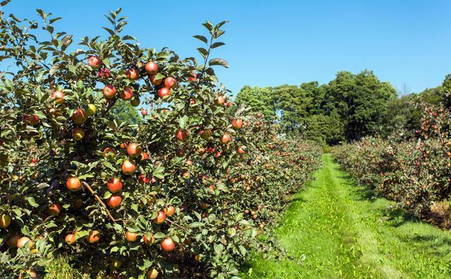 Agriculture 15
