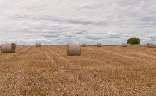 Agriculture 25