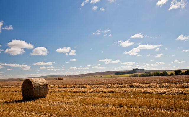 Agriculture 31