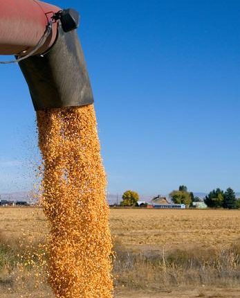 Agriculture 33