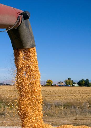 Agriculture 33