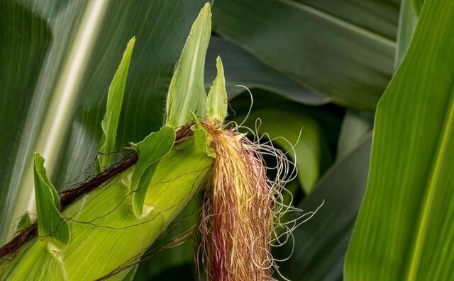 Agriculture 34