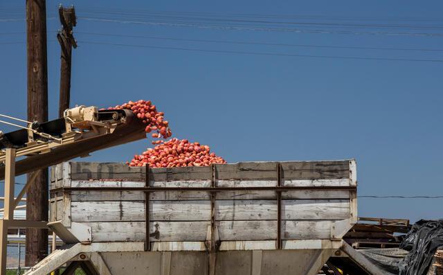 Agriculture 37