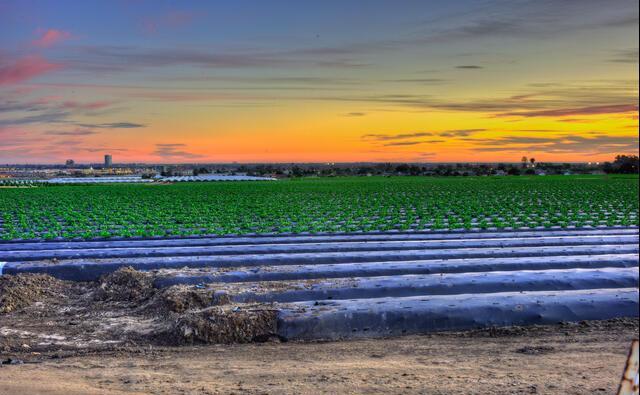 Agriculture 41