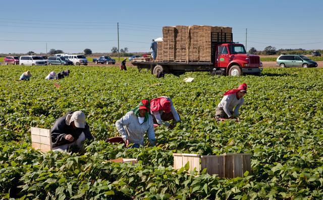 Agriculture 8